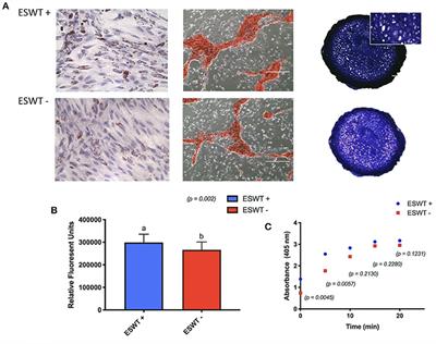 Corrigendum: Extracorporeal Shock Wave Therapy Enhances the In Vitro Metabolic Activity and Differentiation of Equine Umbilical Cord Blood Mesenchymal Stromal Cells